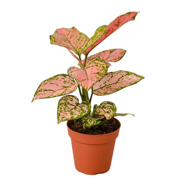Chinese Evergreen - Lady Valentine - Image 2