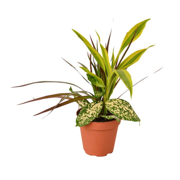 Dracaena - Combo - Image 2