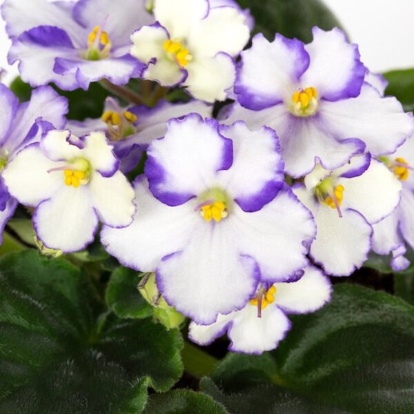 African Violet