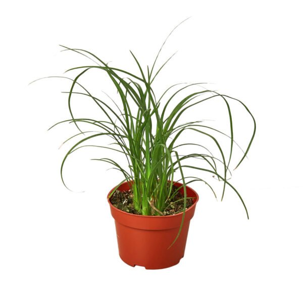 Palm Plant - Ponytail - Image 2