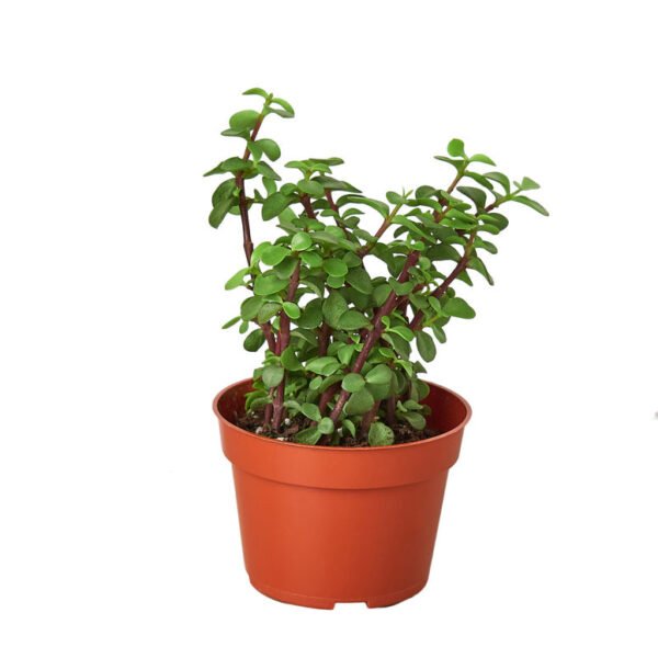 Succulent - Elephant Bush - Image 2