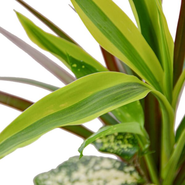 Dracaena - Combo - Image 3