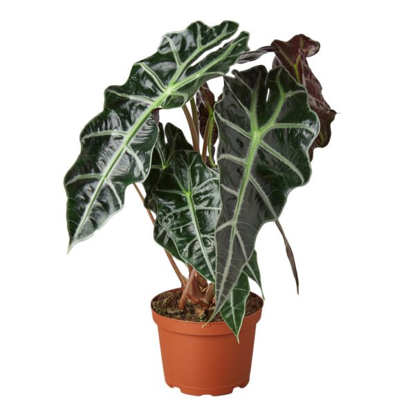 Alocasia - African Mask - Image 2