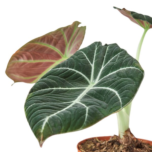 Alocasia - Black Velvet