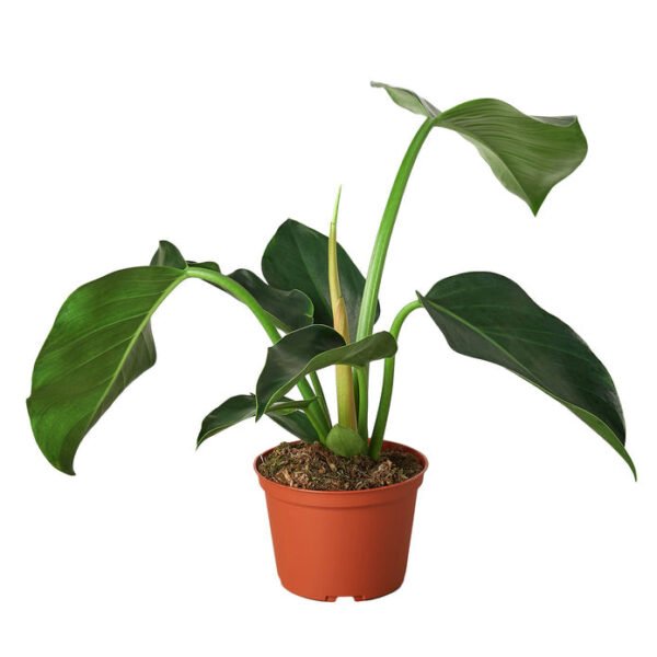Philodendron - Congo Green - Image 2