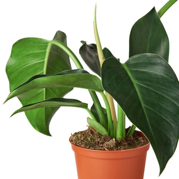 Philodendron - Congo Green