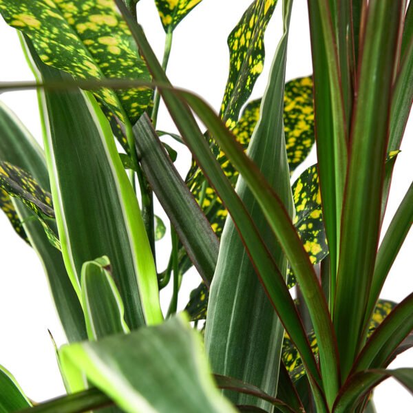 Dracaena - Combo