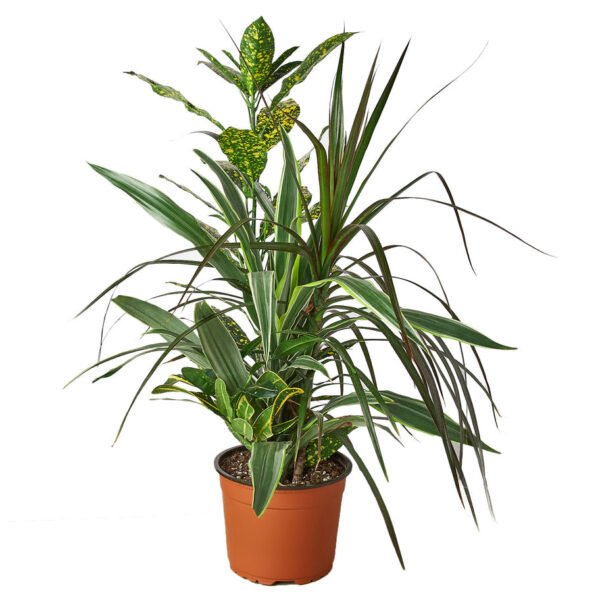 Dracaena - Combo - Image 4
