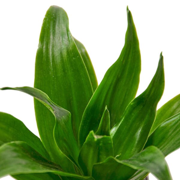 Dracaena - Janet Craig - Image 3