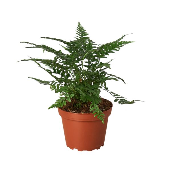 Fern - Korean Rock - Image 2
