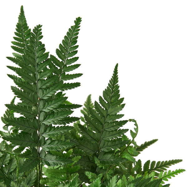 Fern - Korean Rock
