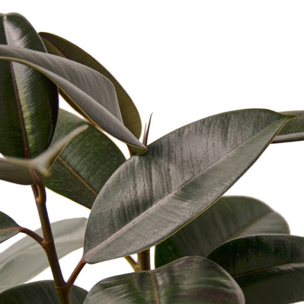 Rubber Plant - Burgundy