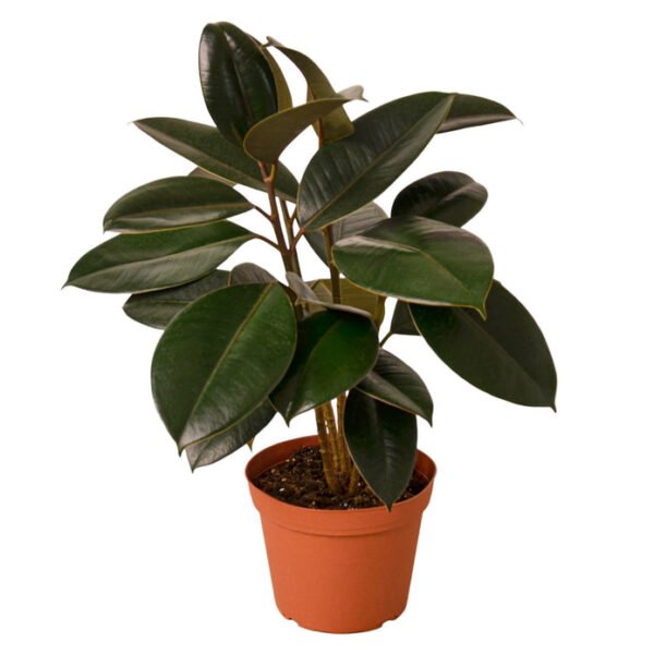 Rubber Plant - Burgundy - Image 4
