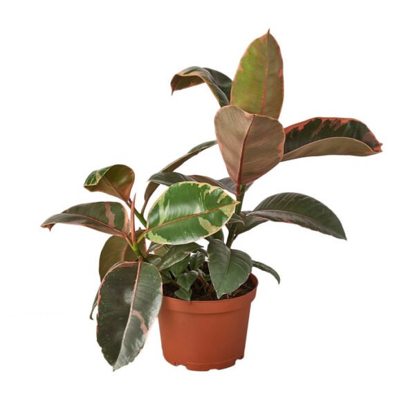 Rubber Plant - Ruby Pink - Image 2