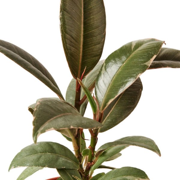 Rubber Plant - Tineke