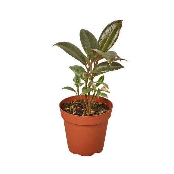 Rubber Plant - Tineke - Image 2