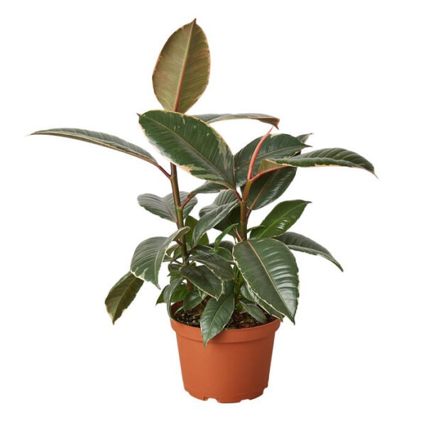 Rubber Plant - Tineke - Image 3