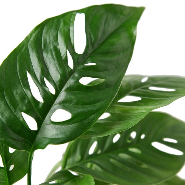 4 Monstera Plant Bundle - Image 2