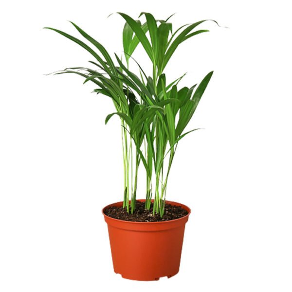 Palm Plant - Areca - Image 2