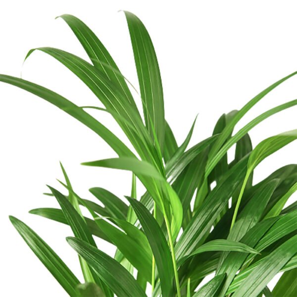 Palm Plant - Areca