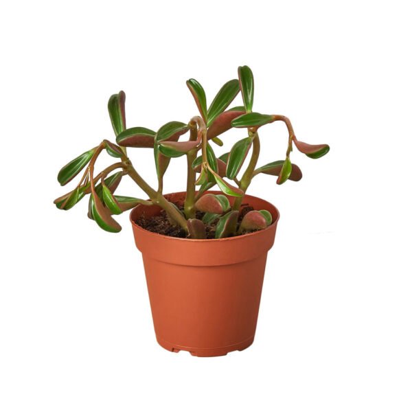 Peperomia - Ruby Glow - Image 2