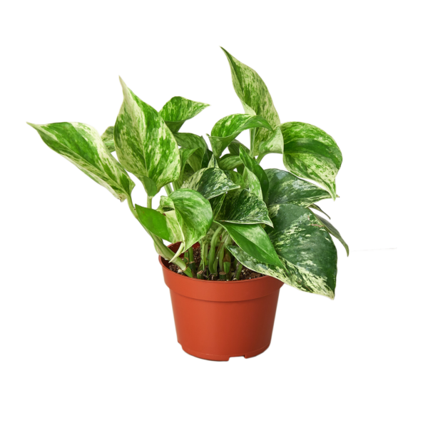 4 Ivy (Pothos) Plant Bundle + Plant Care Guide - Image 3