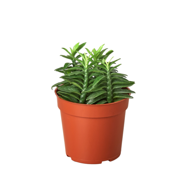 Succulent - Devil's Backbone - Image 2