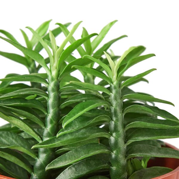 Succulent - Devil's Backbone