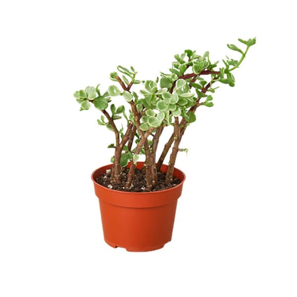 Succulent - Rainbow Elephant Bush - Image 2
