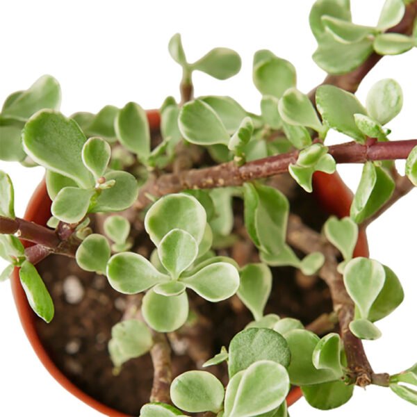 Succulent - Rainbow Elephant Bush