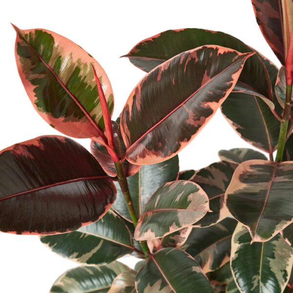 Rubber Plant - Ruby Pink