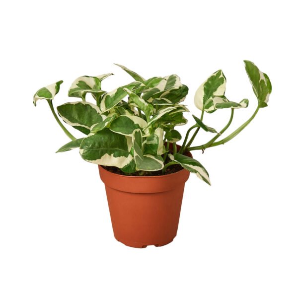 4 Ivy (Pothos) Plant Bundle + Plant Care Guide - Image 5