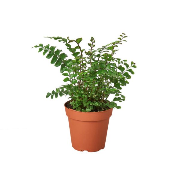 Fern - Autumn - Image 2