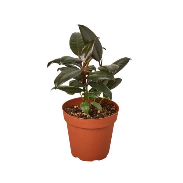 Rubber Plant - Burgundy - Image 2