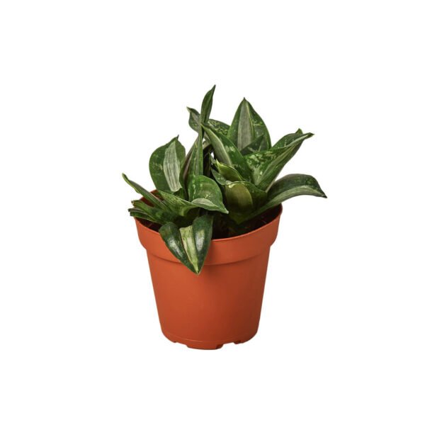 Snake Plant - Silver Streak - Image 2