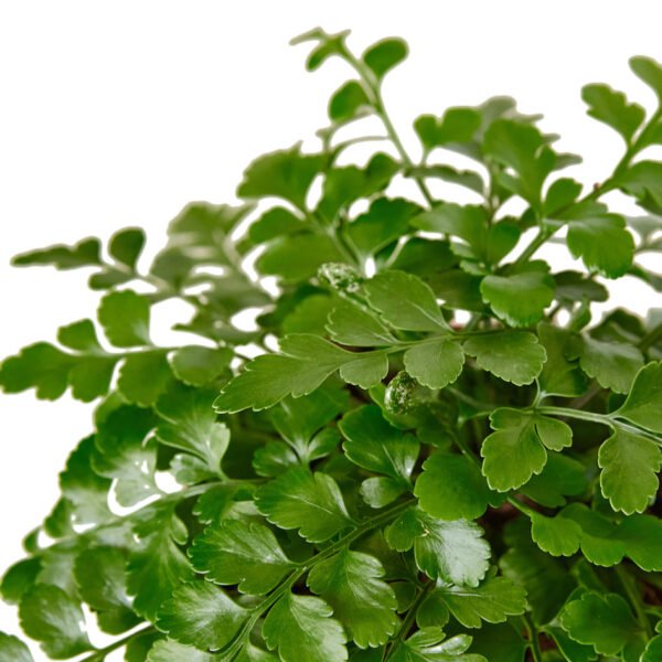 Fern - Austral Gem
