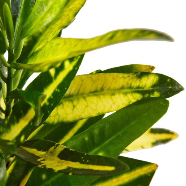 Croton - Sunny Star