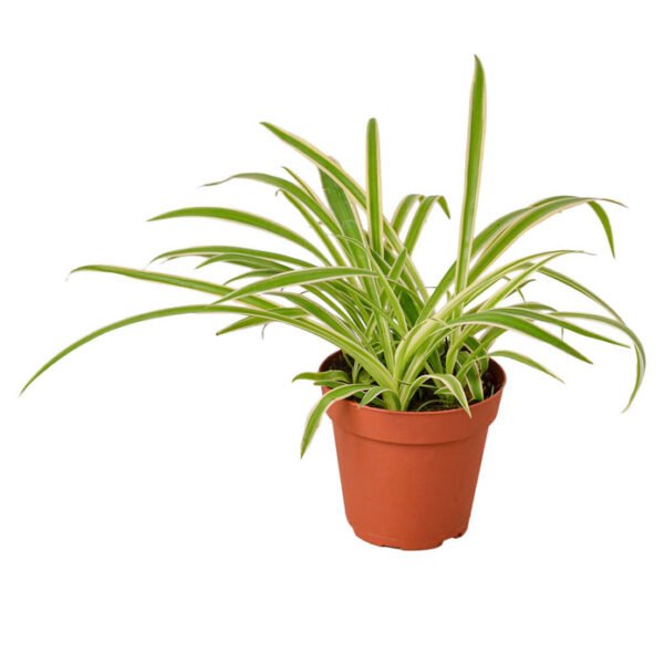 Reverse Spider Plant - Image 2