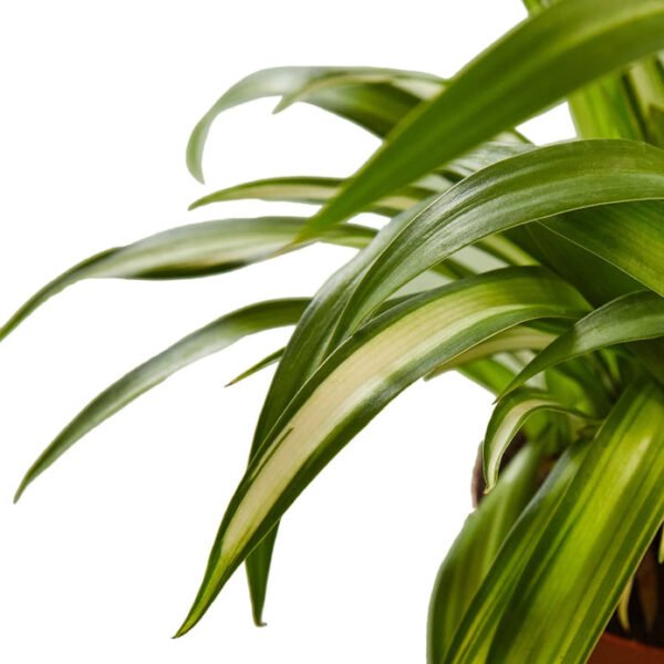 Hawaiian Spider Plant