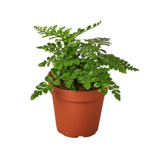 Fern - Austral Gem - Image 2