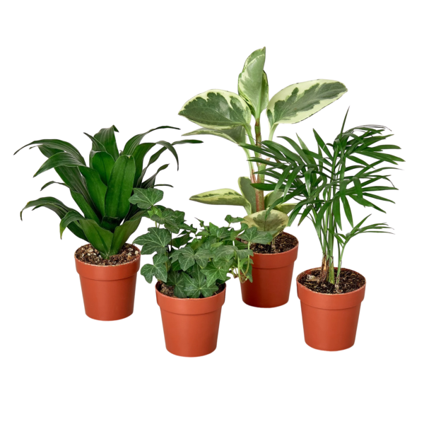 3 Tropical Plant Bundle