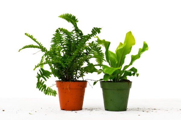 4 Ferns - 2 Plant Bundle - Image 2