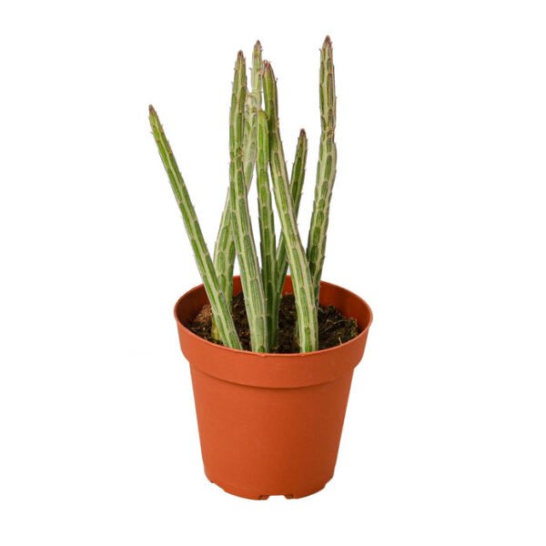 Succulent - Pickle Plant - Image 2