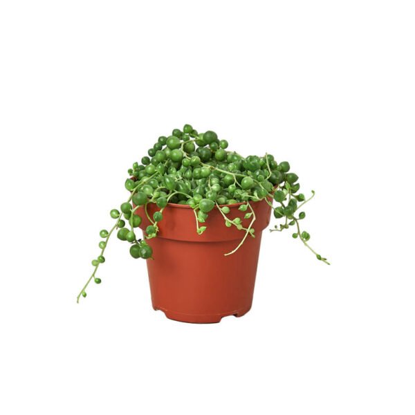 Succulent - String of Pearls - Image 2