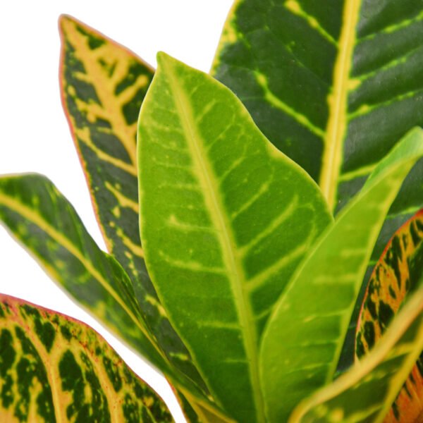Croton - Joseph's Coat
