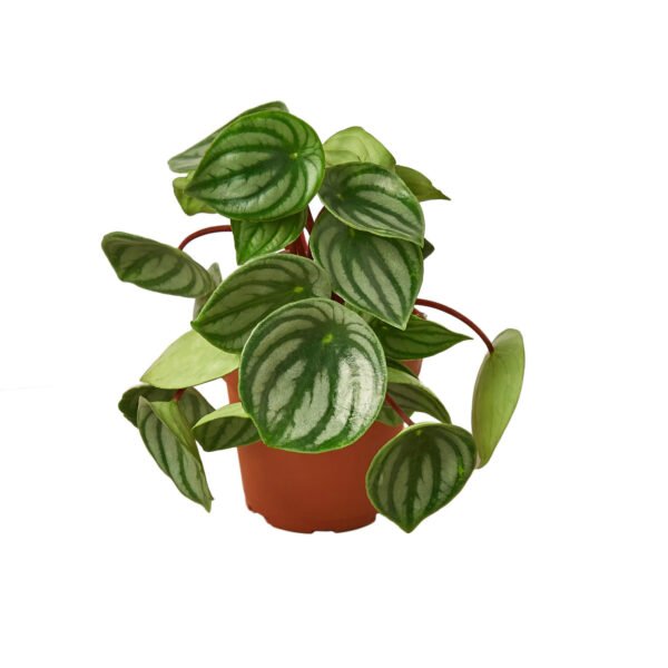 Peperomia - Watermelon - Image 2