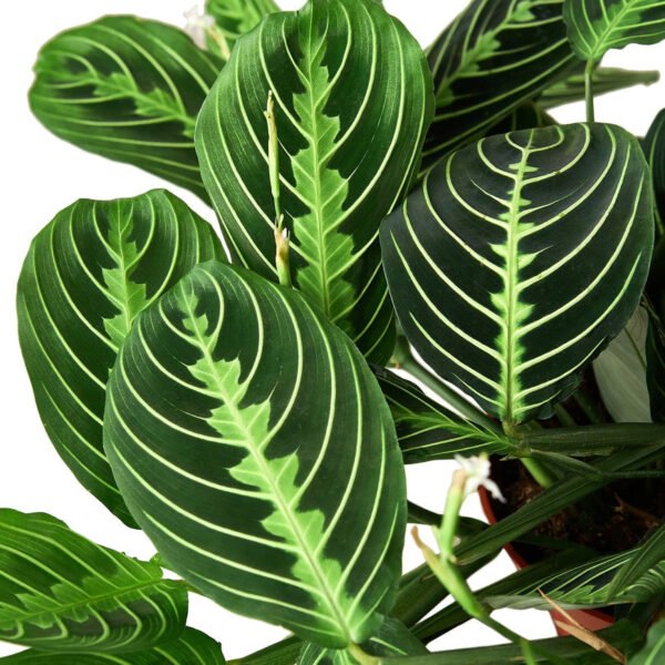 Lemon Lime Prayer Plant - Vibrant Maranta Leuconeura Foliage