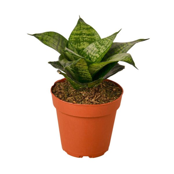 Snake Plant - Black Robusta - Image 2