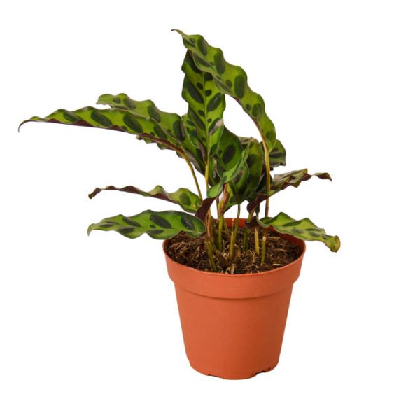 Calathea - Rattlesnake - Image 2