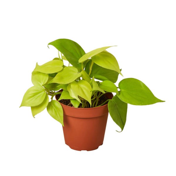 Philodendron - Neon - Image 2